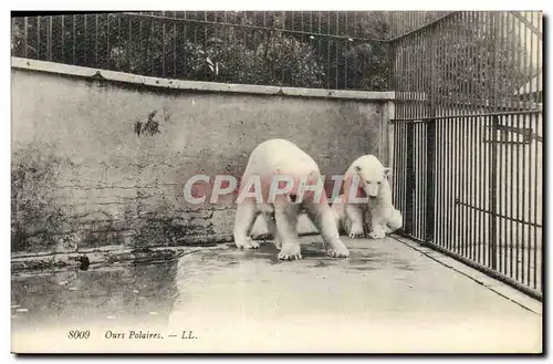 Cartes postales Ours polaires blanc