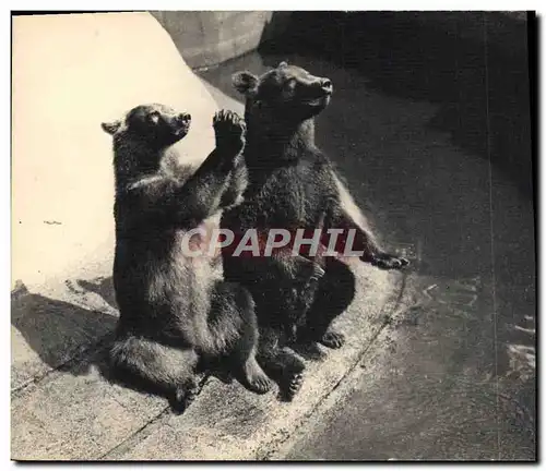 Cartes postales Ours Parc zoologique Bois de Vincennes Paris Un couple d&#39ours bruns