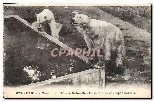 Cartes postales Ours Paris Museum d&#39histoire naturelle Ours blancs Europe centrale