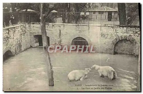 Cartes postales Ours Paris Inondations de Janvier 1910 Les ours au jardin des plantes