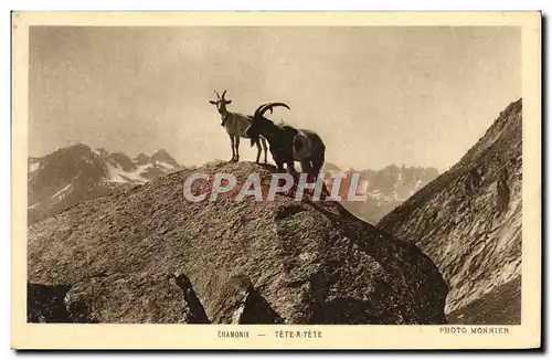 Cartes postales Chevre Chamonix Tete a tete