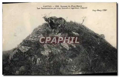 Cartes postales Chevre Cantal Sommet du Puy-Mary Les pensionnaires par trop farouches regardent l&#39objectif