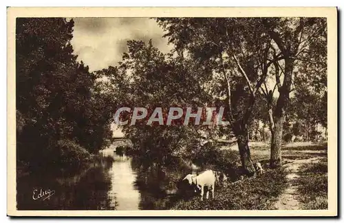 Cartes postales Chevre Argenteuil