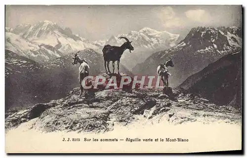 Cartes postales Chevre Sur les sommets Aiguille verte et le Mont Blanc