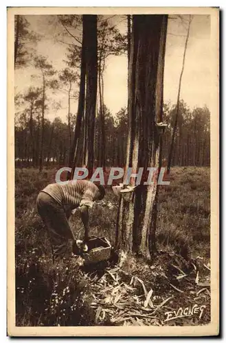 Ansichtskarte AK Folklore Paysages landais Recolte de la gemme