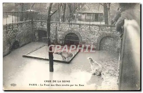 Cartes postales Ours Paris Crue de la Seine La fosse aux ours envahie par les eaux