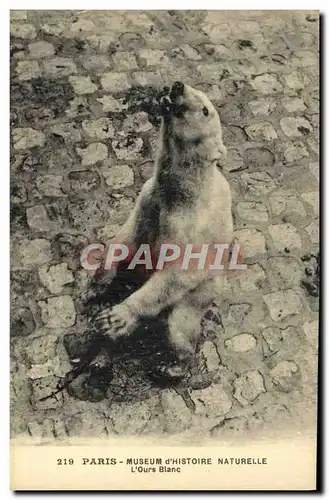 Cartes postales Ours Paris Museum d&#39Histoire Naturelle L&#39ours blanc