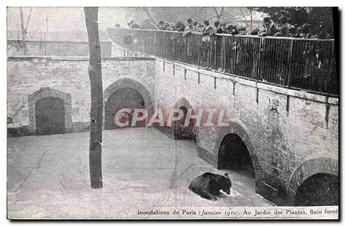 Cartes postales Ours Inondations de Paris Janvier 1910 Au jardin des plantes Bain force