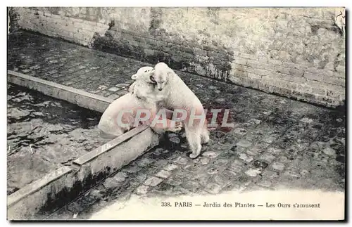 Cartes postales Ours Paris Jardin des plantes Les ours s&#39amusent