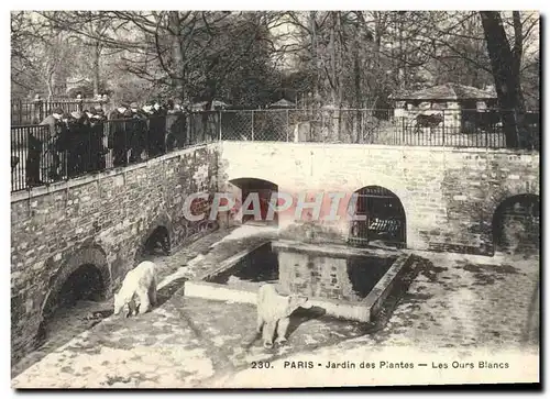 Cartes postales Ours Paris Jardin des plantes Les ours blancs