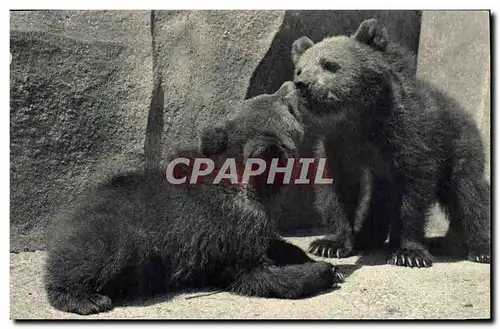 Cartes postales Ours Paris Museum d&#39Histoire Naturelle Parc zoologique du Bois de Vincennes Ours bruns