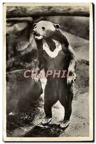 Ansichtskarte AK Ours Paris Museum d&#39Histoire Naturelle Parc zoologique du Bois de Vincennes Un ours des cocot