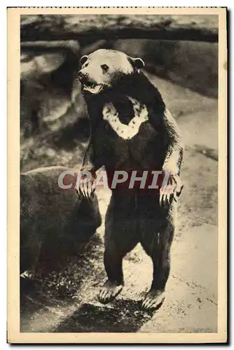 Ansichtskarte AK Ours Paris Museum d&#39Histoire Naturelle Parc zoologique du Bois de Vincennes Un ours des cocot