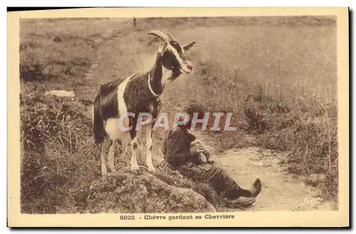 Ansichtskarte AK Chevre gardant sa chevriere