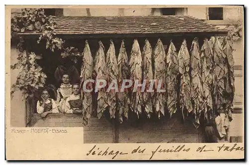 Cartes postales Tabac Alsace Sechage des feuilles de tabac