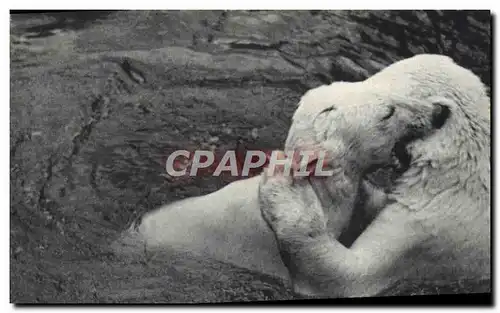 Ansichtskarte AK Ours Parc zoologique du Bois de Vincennes Paris