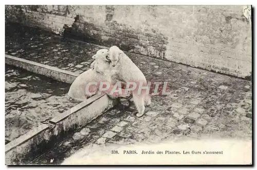 Cartes postales Ours Paris Jardin des Plantes Les ours s&#39amusent