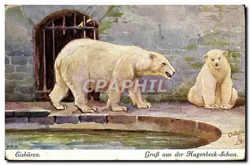 Cartes postales Ours blancs Eisbaren