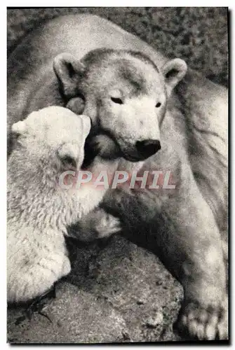 Ansichtskarte AK Ours polaire et son petit