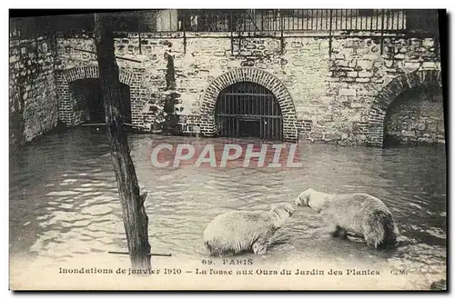 Cartes postales Ours Paris Inondations de janvier 1910 La fosse aux ours du jardin des plantes