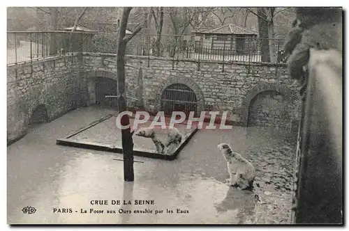 Cartes postales Ours Crue de la Seine Paris La fosse aux ours envahie par les eaux