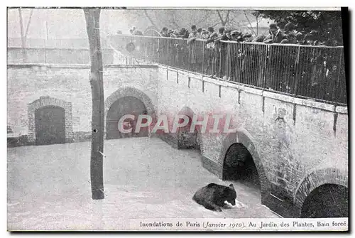 Cartes postales Ours Inondations de Paris Au jardin des plantes Bain force