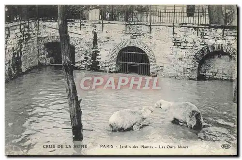 Cartes postales Ours Crue de la Seine Paris Jardin des Plantes Les ours blancs