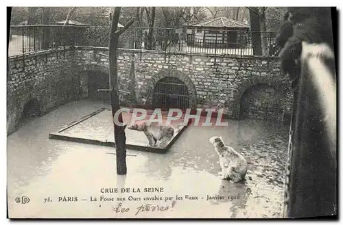 Cartes postales Ours Crue de la Seine Paris La fosse aux ours envahie par les eaux Janvier 1910