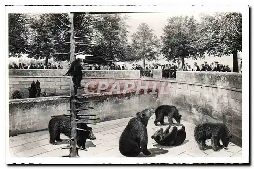 Cartes postales Ours Berne La fosse aux ours