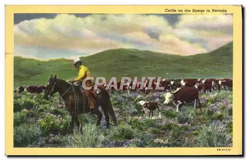 Ansichtskarte AK Indiens Cattle on the range in Nevada