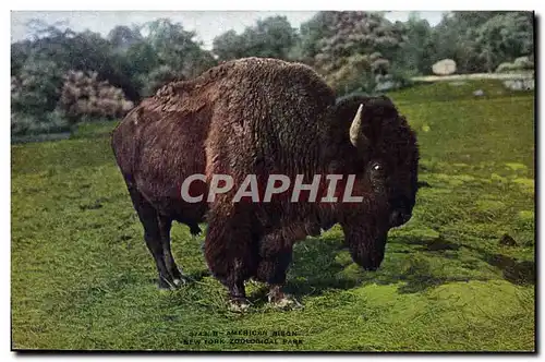 Cartes postales American bison New York zoological park