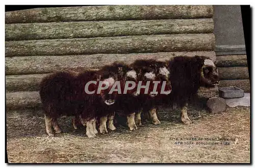 Ansichtskarte AK Her of young Musk Ox New York zoological park