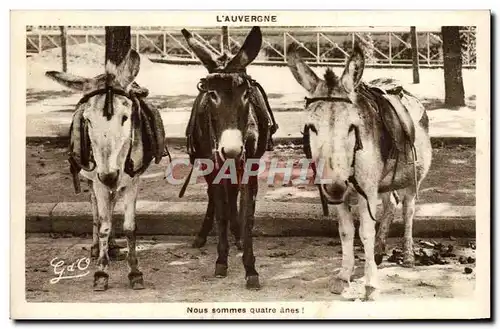 Cartes postales Ane Mule L&#39Auvergne Nous sommes quatre anes !