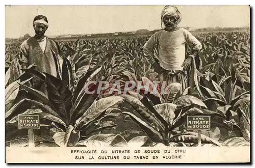 Cartes postales Efficacite du nitrate de soude du Chili sur la culture du tabac en Algerie