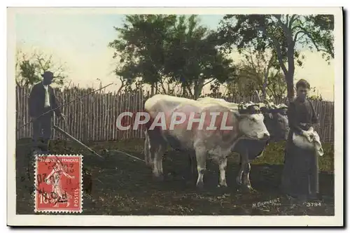 Cartes postales Folklore Labour Boeufs