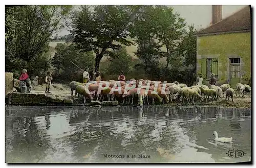 Cartes postales Folklore Moutons a la mare