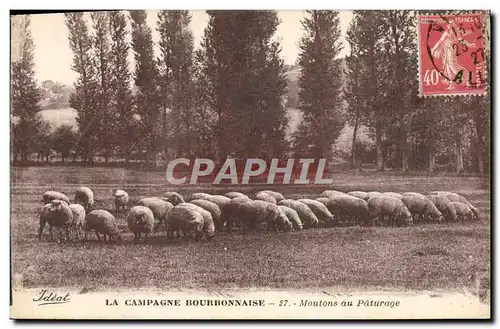 Ansichtskarte AK La campagne Bourbonnaise Moutons au paturage