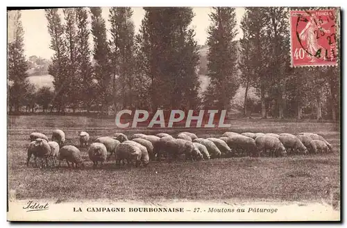 Cartes postales La campagne Bourbonnaise Moutons au paturage