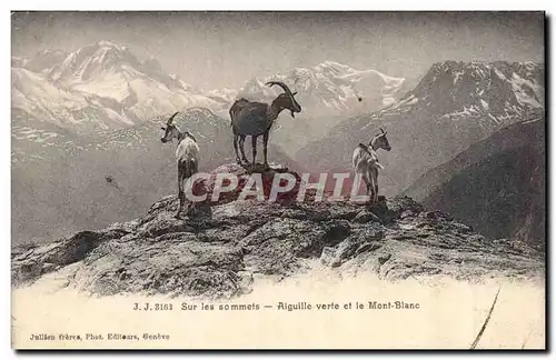 Cartes postales Chevre Sur les sommets Aiguille verte et le Mont Blanc