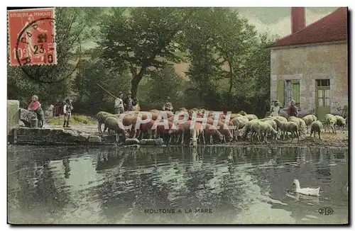 Cartes postales Folklore Moutons a la mare Enfants