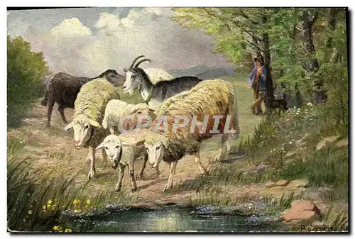 Cartes postales Chevre Mouton