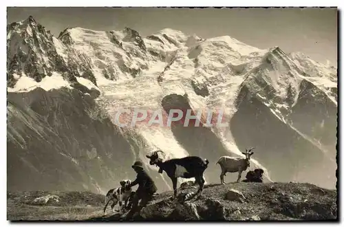 Cartes postales Chevre Chien Chamonix