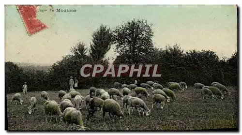Cartes postales Folklore Elevage de moutons