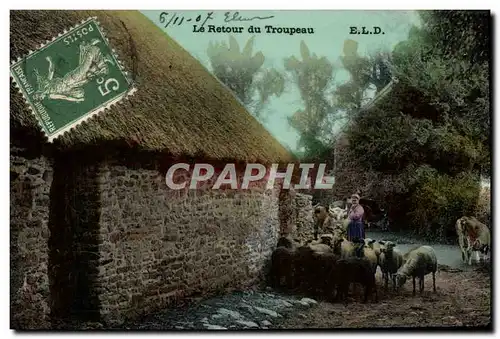 Cartes postales Folklore Le retour du troupeau Moutons