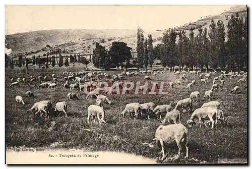 Ansichtskarte AK Folklore Troupeau au apturage Moutons