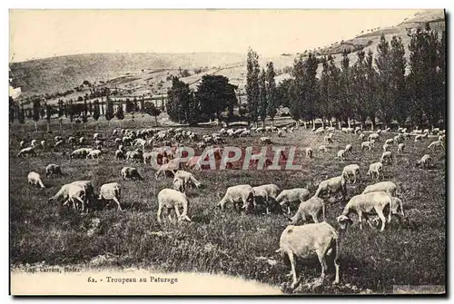 Cartes postales Folklore Troupeau au apturage Moutons