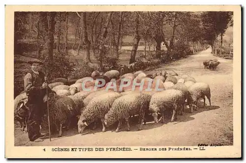 Ansichtskarte AK Folklore Pyrenees Berger Moutons