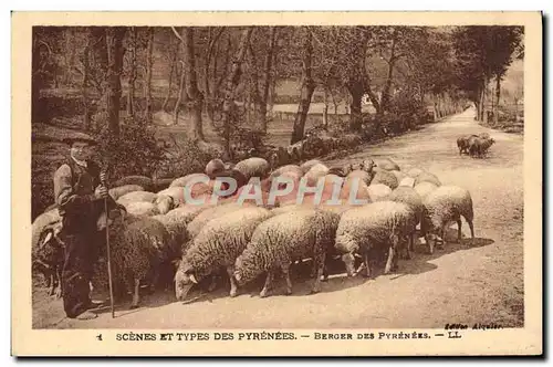 Cartes postales Folklore Pyrenees Berger Moutons