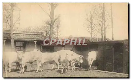 CARTE PHOTO Vaches Boeufs Train