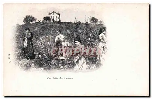 Cartes postales Folklore Cueillette des cassies